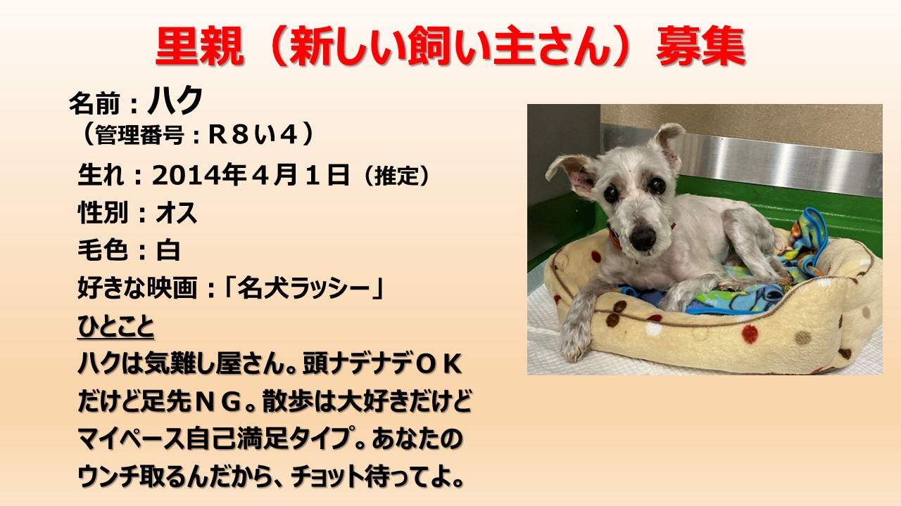 ハク