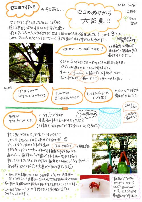 セミみつけた！・・・のそのあと