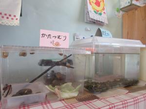 保育室メダカなど