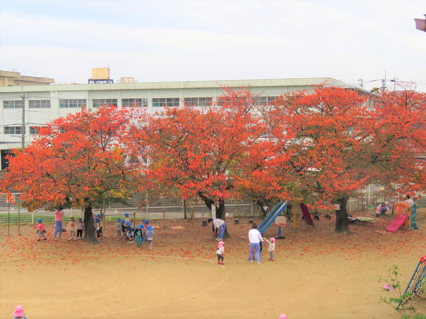 園庭 桜が紅葉