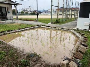 田植え後の田んぼの様子