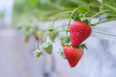 めいとく農園の古都華1(photo by mitto) おいしい