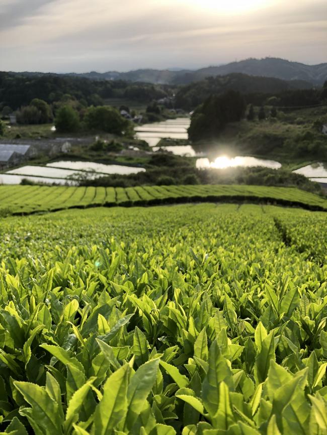 竹西農園(遊茶庵)