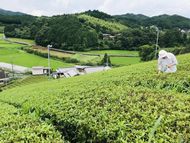 【終了】7/25 大和茶を紅茶にアレンジ!「和紅茶づくり」体験ツアー