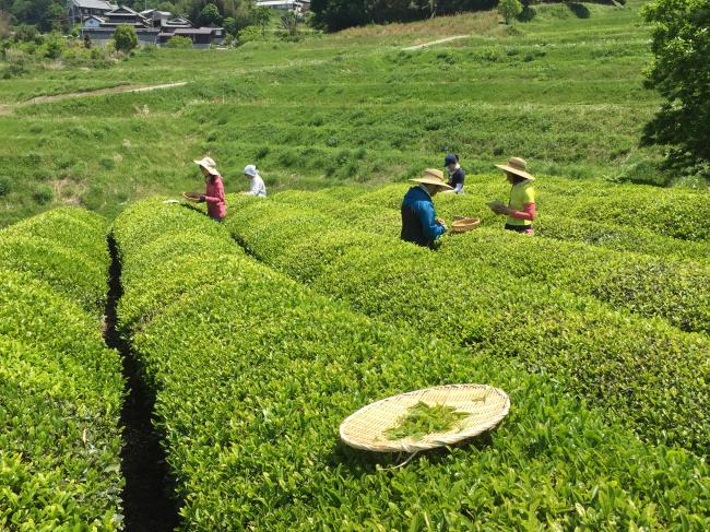 竹西農園(遊茶庵)