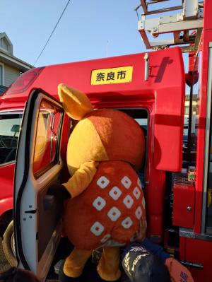 シカッチェ